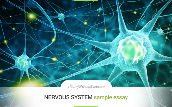 nervous system